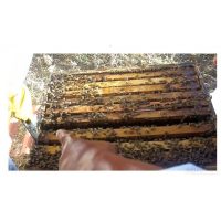 Easy Buzzing Bee Course - Beginner -   1st March 2025 - Image 2