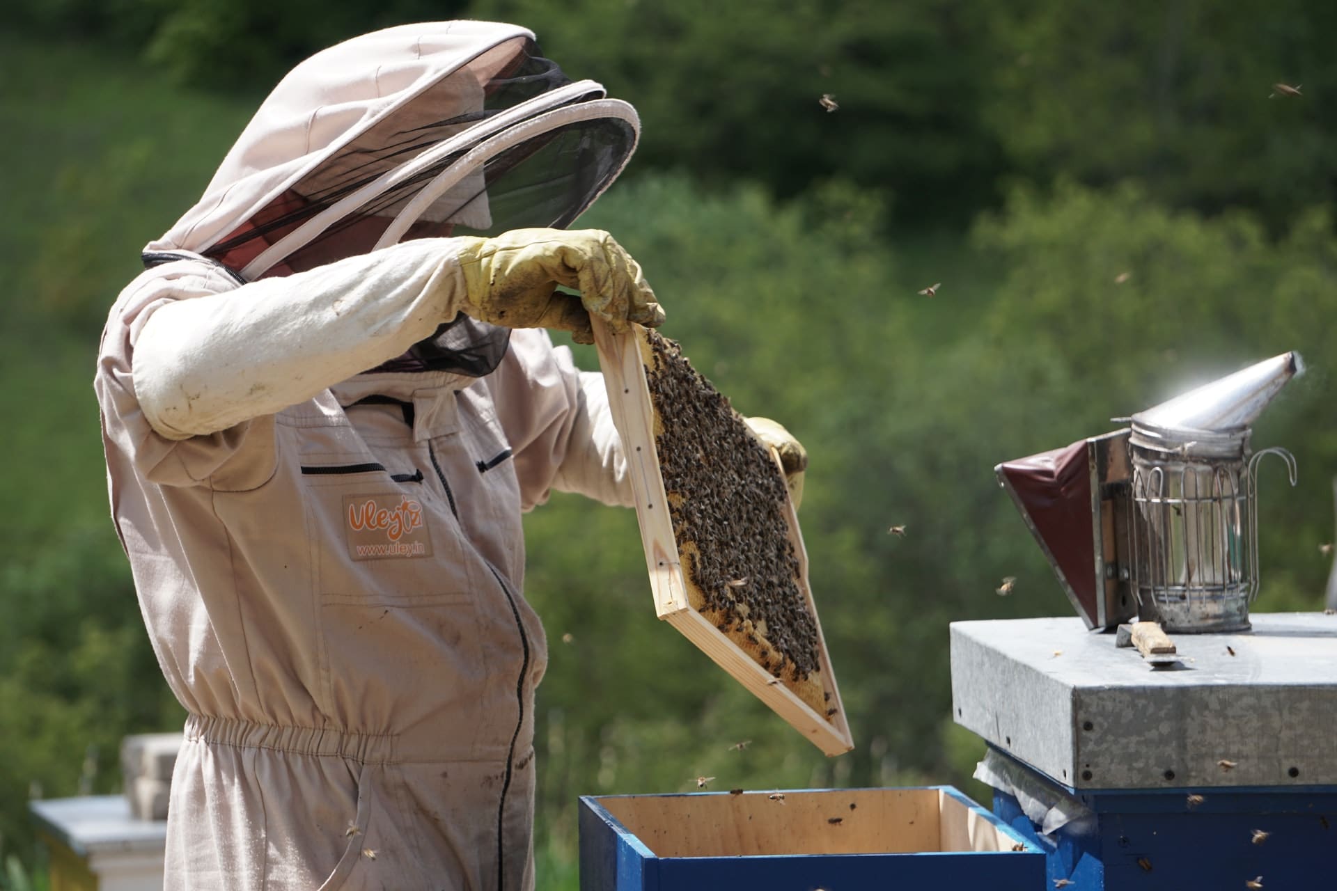 Beginner Beekeeping Course – Bee Ware Cape Town